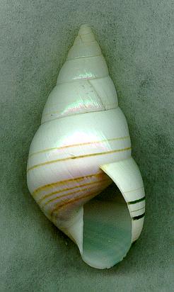 subcrenatAP.jpg (16650 bytes)