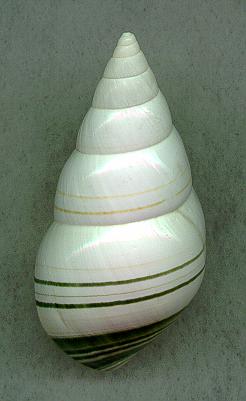 subcrenatD.jpg (13289 bytes)