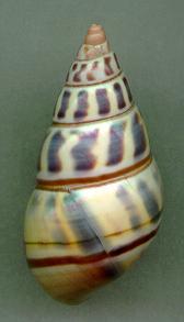 torrei