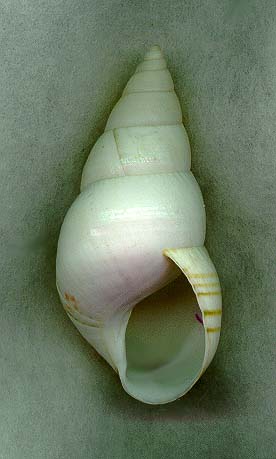 vacaAPVK.JPG (47776 bytes)