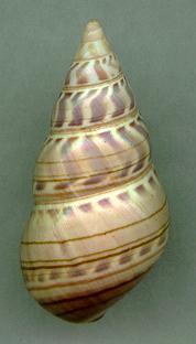viridis