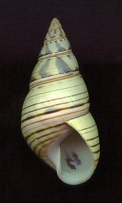 vonpaulAP.jpg (13292 bytes)